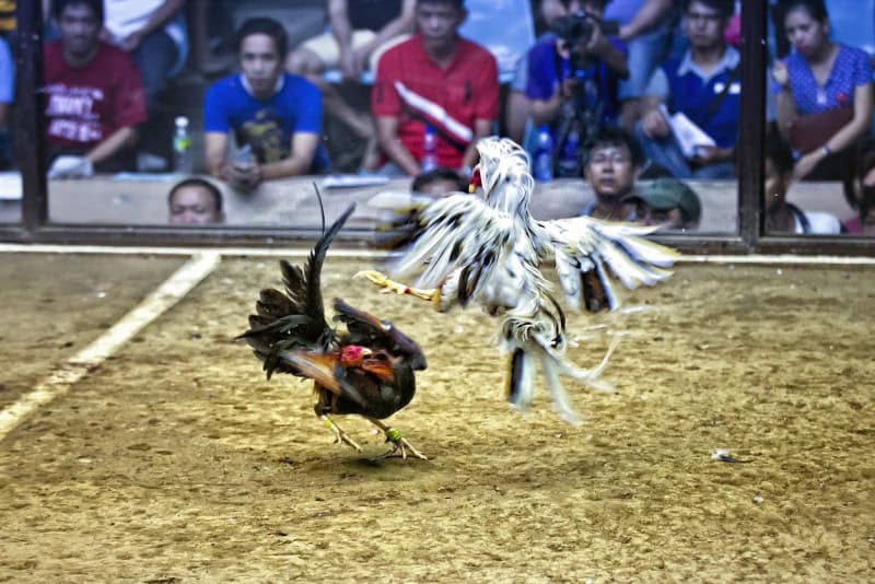 33Win Đá gà: Trang chơi đá gà trực tuyến Thomo 4 Sân chơi cá cược an toàn